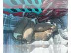 Boston Terrier PUPPY FOR SALE ADN-845778 - Litter of three