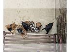 Boxer PUPPY FOR SALE ADN-845775 - AKC Registered gistered German boxer puppies
