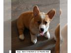 Pembroke Welsh Corgi PUPPY FOR SALE ADN-845767 - AKC Pembroke Welsh Corgi