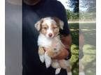 Miniature Australian Shepherd PUPPY FOR SALE ADN-845766 - Toy Size Australian