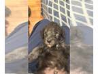 Bedlington Terrier PUPPY FOR SALE ADN-845765 - Naturally holistically raised AKC