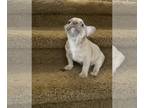 French Bulldog PUPPY FOR SALE ADN-845764 - Lilac Fawn male Frenchie