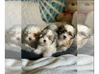 Zuchon PUPPY FOR SALE ADN-845757 - TEDDY BEAR ZUCHON SHIHPOO MIX DAISY DOG