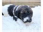 Bernedoodle (Miniature) PUPPY FOR SALE ADN-845750 - Beautiful mini bernedoodle