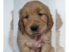 Golden Retriever PUPPY FOR SALE ADN-845731 - Ruby AKC Golden Retriever