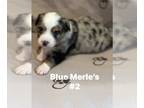 Miniature Australian Shepherd PUPPY FOR SALE ADN-845724 - Miniature Australian