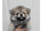 Pomeranian PUPPY FOR SALE ADN-845722 - Pomeranians