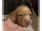 Dachshund PUPPY FOR SALE ADN-845721 - AKC MINI DACHSHUNDS