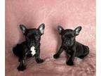 French Bulldog PUPPY FOR SALE ADN-845711 - Sisters