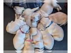 Golden Retriever PUPPY FOR SALE ADN-845699 - Biscuits 2nd Nine