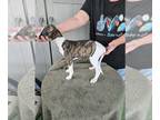 Whippet PUPPY FOR SALE ADN-845662 - Full blooded Whippet puppies