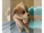 Pembroke Welsh Corgi PUPPY FOR SALE ADN-845650 - Three male Puppies