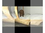 Poodle (Miniature) PUPPY FOR SALE ADN-845643 - Mini red poodle