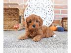 Cavapoo-Poodle (Toy) Mix PUPPY FOR SALE ADN-845637 - F1B Cavapoo puppy