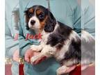 Cavalier King Charles Spaniel PUPPY FOR SALE ADN-845729 - Cavalier King Charles