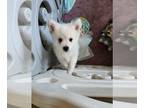 Japanese Spitz-Shetland Sheepdog Mix PUPPY FOR SALE ADN-845710 - Haleys