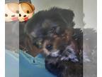Yorkshire Terrier PUPPY FOR SALE ADN-845707 - Two Male Yorkies