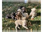 Labrenees PUPPY FOR SALE ADN-845669 - Mixed colored pyradors