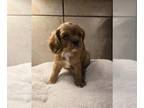 Cavalier King Charles Spaniel PUPPY FOR SALE ADN-845638 - Thanksgiving baby reds