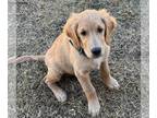 Golden Retriever PUPPY FOR SALE ADN-845632 - He is ready for his forever home