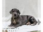 Great Dane PUPPY FOR SALE ADN-845773 - ACA Great Dane