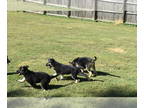 German Shepherd Dog PUPPY FOR SALE ADN-845769 - Browns Kennel