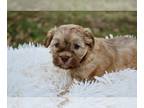 Poovanese PUPPY FOR SALE ADN-845756 - Rustys puppies