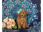 Poodle (Toy) PUPPY FOR SALE ADN-845755 - AKC Toy Poodle Puppy