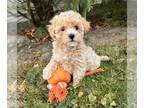 Maltipoo PUPPY FOR SALE ADN-845754 - Toby