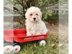 Maltipoo PUPPY FOR SALE ADN-845752 - Tate