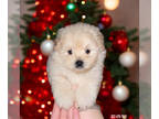 Maltipoo PUPPY FOR SALE ADN-845741 - Maltipoo puppy