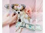 Pomeranian PUPPY FOR SALE ADN-845736 - Pomeranian
