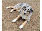 Australian Shepherd PUPPY FOR SALE ADN-845725 - Australian Shepherd Male Pup