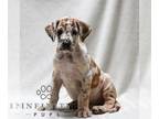 Great Dane PUPPY FOR SALE ADN-845719 - ACA Great Dane