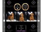 Poodle (Toy) PUPPY FOR SALE ADN-845700 - Aldean AKC Poodle
