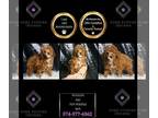 Poodle (Toy) PUPPY FOR SALE ADN-845698 - Waylon AKC Poodle