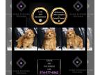 Poodle (Toy) PUPPY FOR SALE ADN-845695 - Chloe AKC Poodle