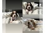 Basset Hound PUPPY FOR SALE ADN-845691 - Bassett Hound Puppies