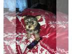 Yorkshire Terrier PUPPY FOR SALE ADN-845688 - Beautiful female AKC Yorkie puppy