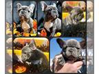 French Bulldog PUPPY FOR SALE ADN-845681 - French Bulldog baby Boy