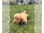 Dachshund PUPPY FOR SALE ADN-845678 - Georgie AKC Miniature Dachshund
