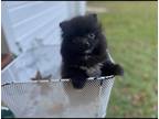 Pomeranian PUPPY FOR SALE ADN-845677 - Adorable Pomeranian