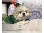 Pekingese PUPPY FOR SALE ADN-845673 - Arnie White male Pekingese puppy