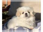 Pekingese PUPPY FOR SALE ADN-845672 - Sammi White male Pekingese puppy
