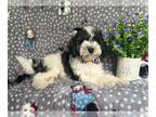 Cavapoo PUPPY FOR SALE ADN-845658 - Snowball