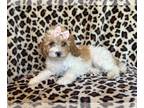 Cockapoo PUPPY FOR SALE ADN-845657 - Presley