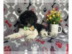 Cavapoo PUPPY FOR SALE ADN-845656 - Jeremiah