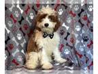 Cavapoo PUPPY FOR SALE ADN-845653 - Bean