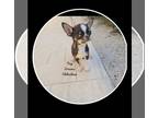 Chihuahua PUPPY FOR SALE ADN-845646 - AKC CH Sired Spike