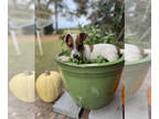 Jack Russell Terrier PUPPY FOR SALE ADN-845644 - Wendel